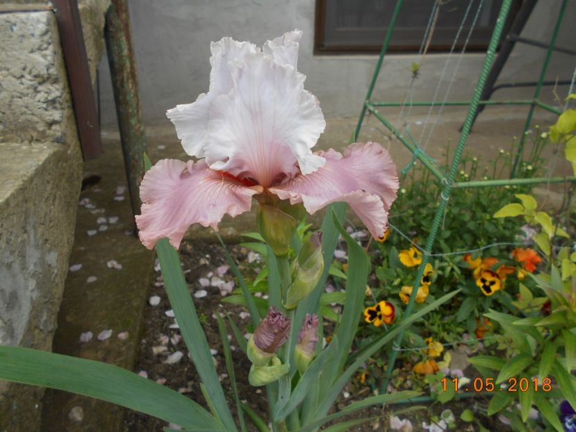 I'm dreaming - 3Irisi 2018