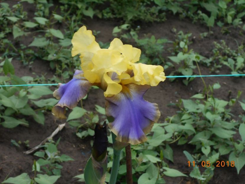 tumulteux - 3Irisi 2018