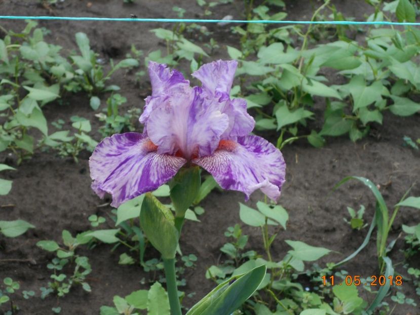 Isn't this Something - 3Irisi 2018