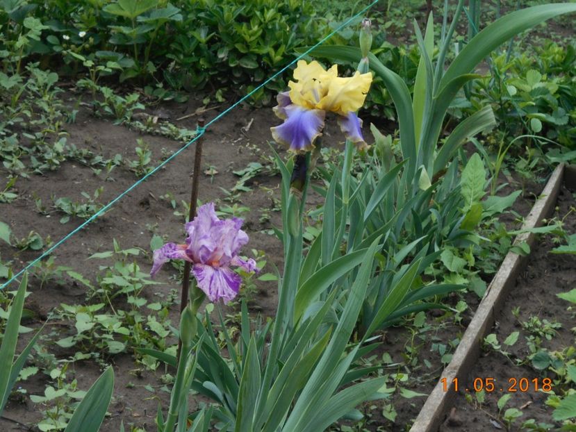 Isnt this Somethnig - 3Irisi 2018