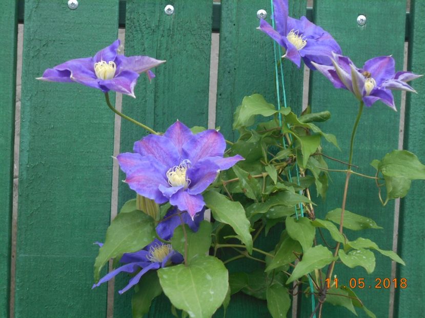 h.f.young - 3Clematite2018