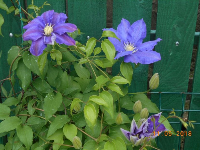  - 3Clematite2018