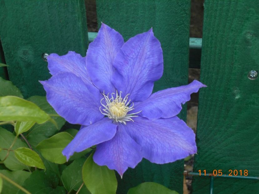  - 3Clematite2018
