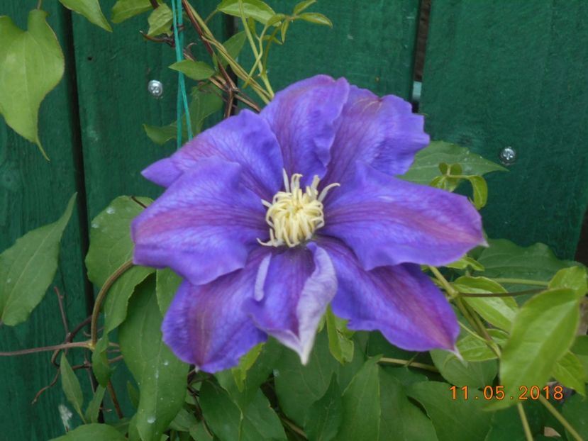 h.f.young - 3Clematite2018