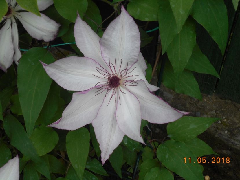  - 3Clematite2018