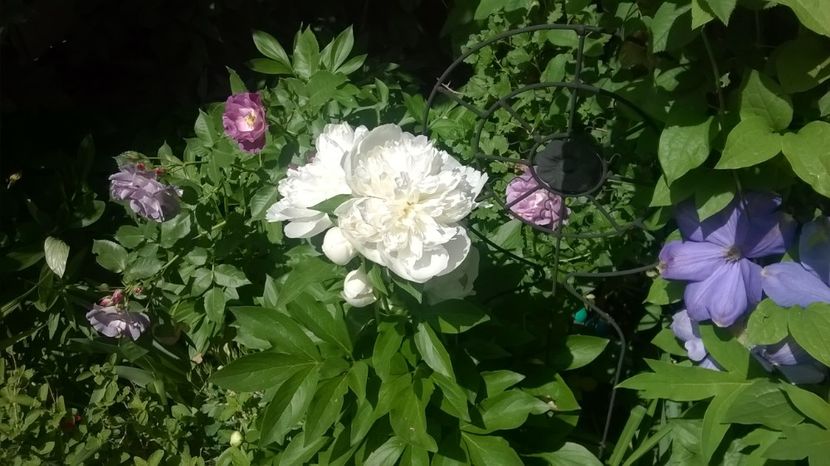  - Grădina 2018