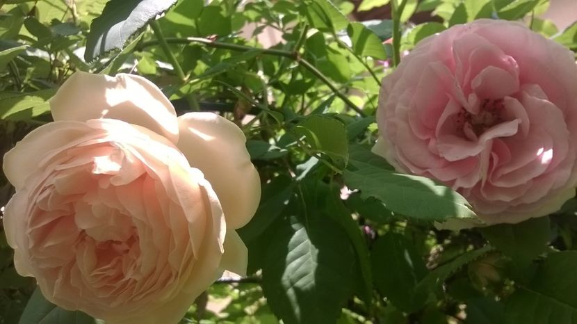 Crown Princess Margareta si Giardina - Grădina 2018