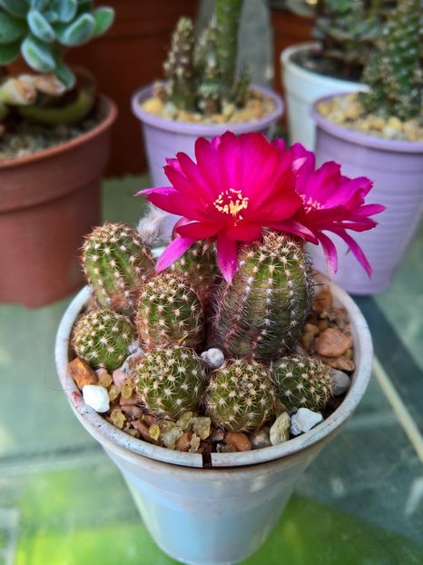 Chamaelobivia cv Violet-12llei - Cactusi de vanzare