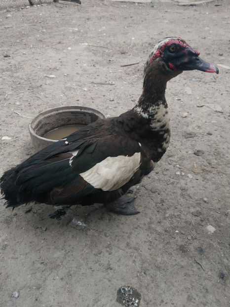 P_20180511_135158 - Rate lesesti