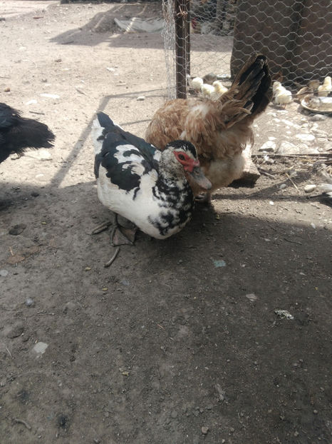 P_20180511_135549 - Rate lesesti