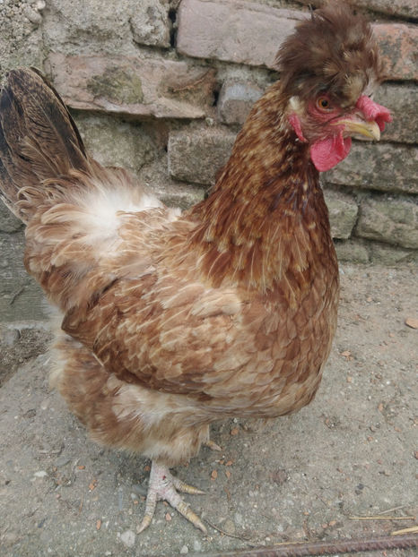 P_20180511_135405 - Gaini