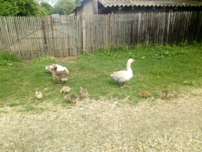  - Boboci de gasca 2018