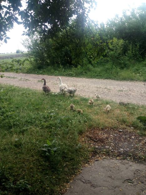  - Boboci de gasca 2018