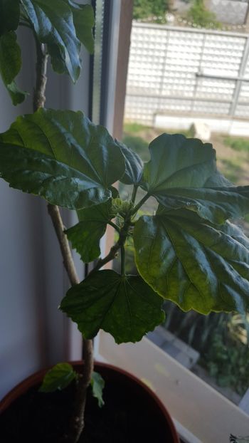  - Hibiscus Misbehavin