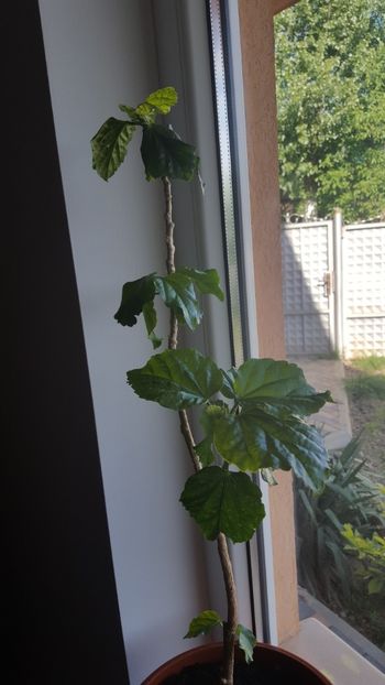  - Hibiscus Misbehavin