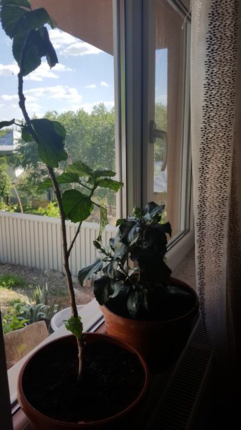  - Hibiscus Misbehavin