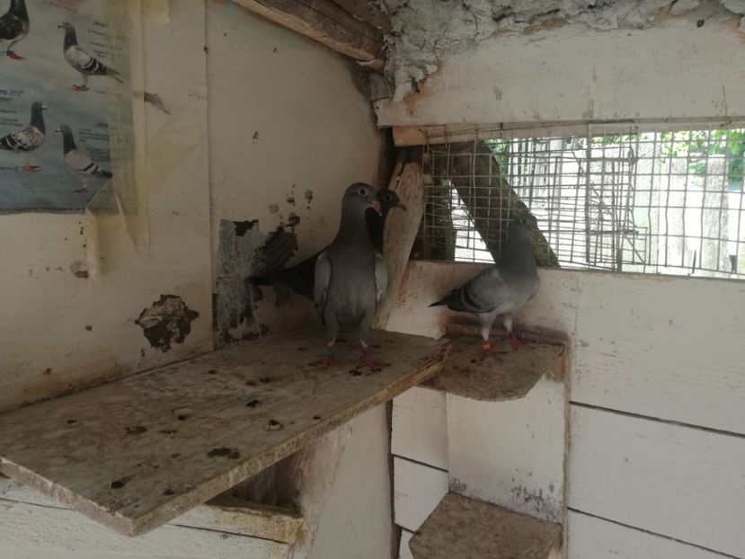  - 2018-Prima serie de pui