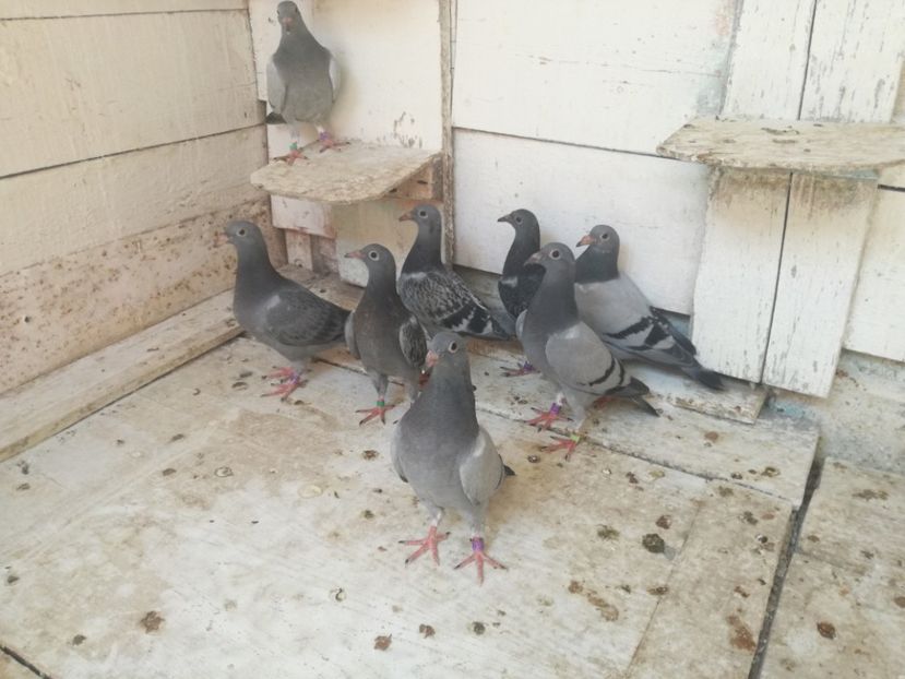  - 2018-Prima serie de pui