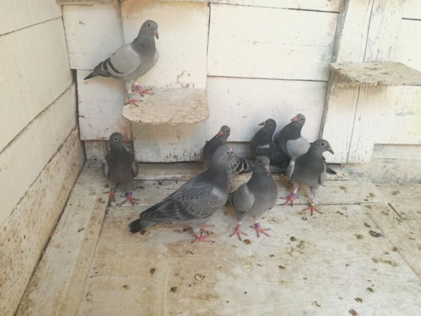  - 2018-Prima serie de pui