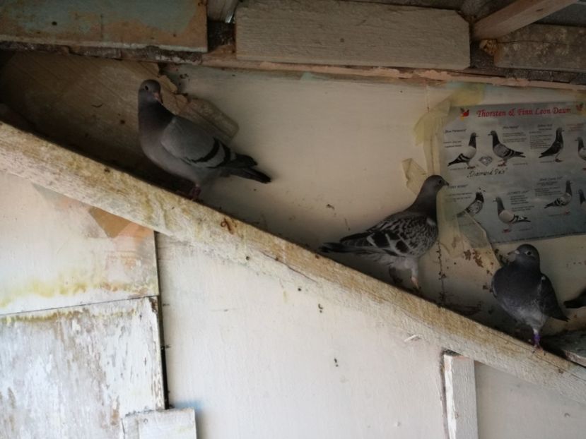  - 2018-Prima serie de pui