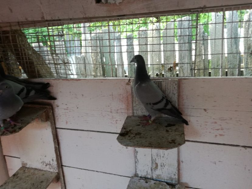  - 2018-Prima serie de pui