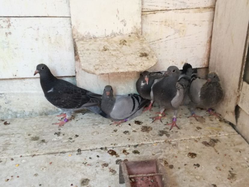  - 2018-Prima serie de pui