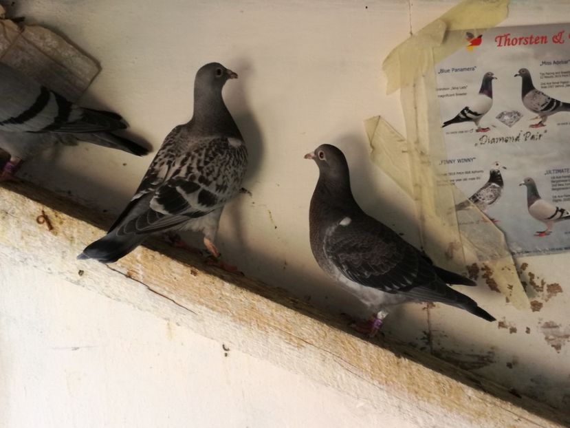  - 2018-Prima serie de pui