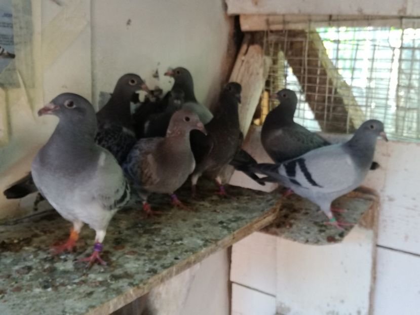  - 2018-Prima serie de pui