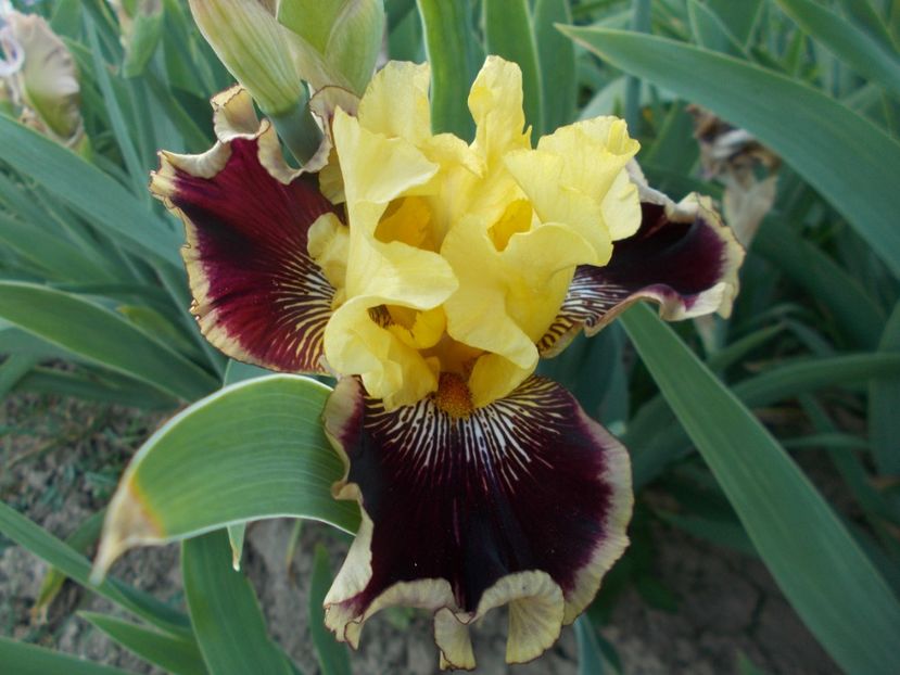  - Irisi-2018 Barbata Elatior si Intermedia