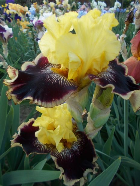  - Irisi-2018 Barbata Elatior si Intermedia