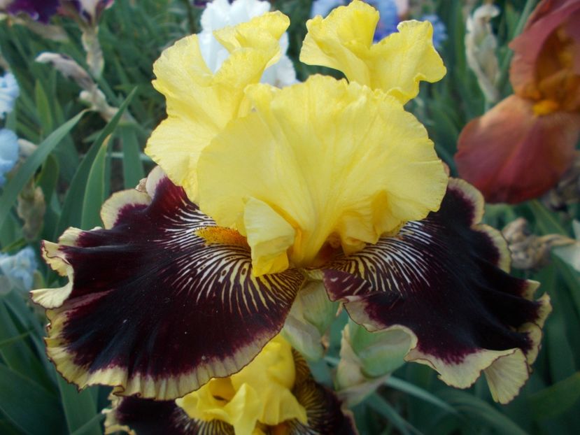  - Irisi-2018 Barbata Elatior si Intermedia