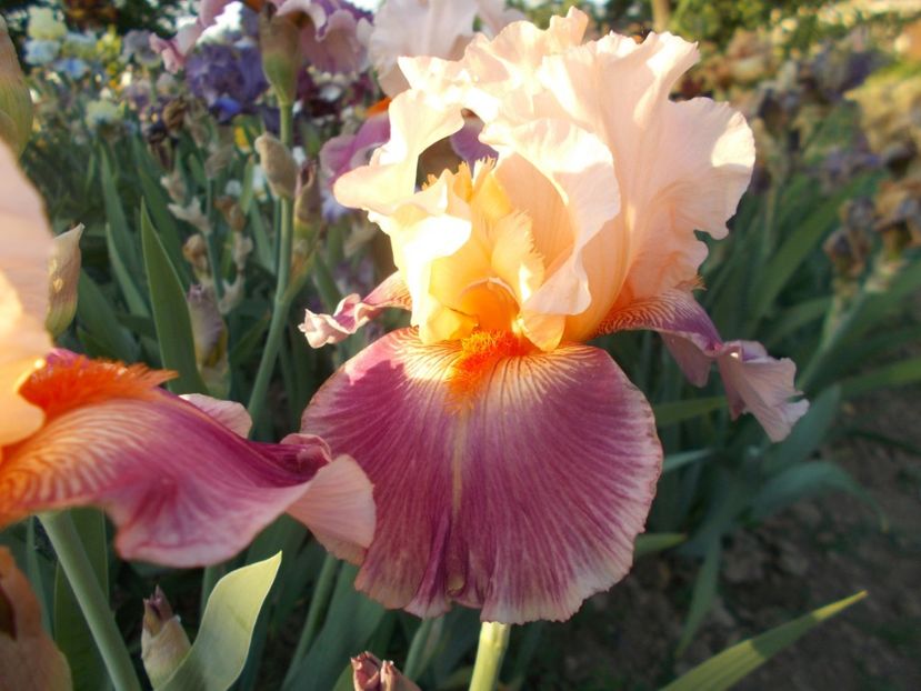  - Irisi-2018 Barbata Elatior si Intermedia