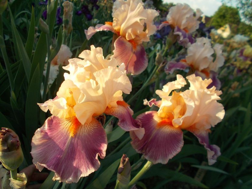  - Irisi-2018 Barbata Elatior si Intermedia