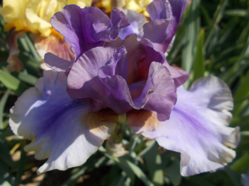 AMERICAN MAID - Irisi-2018 Barbata Elatior si Intermedia