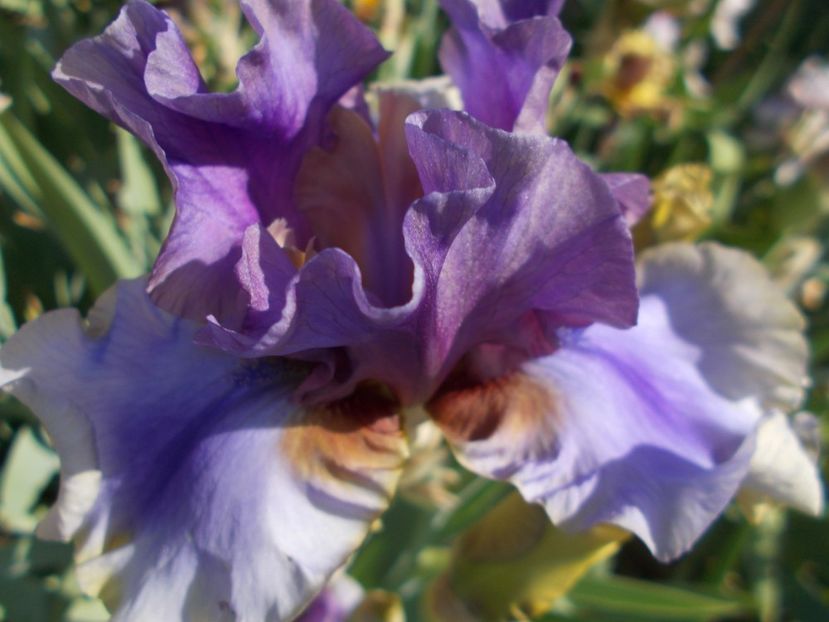  - Irisi-2018 Barbata Elatior si Intermedia