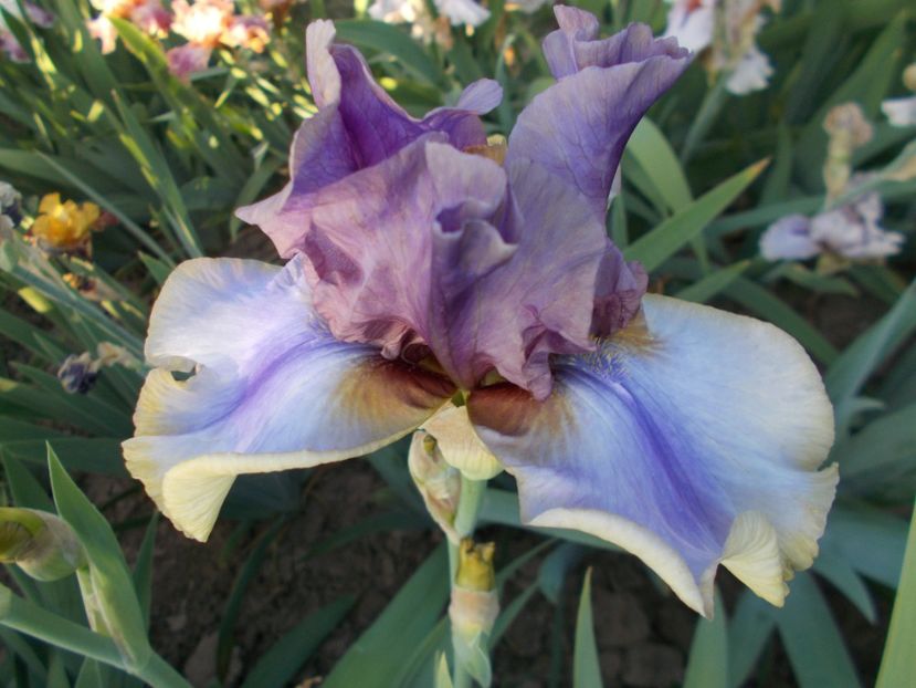  - Irisi-2018 Barbata Elatior si Intermedia