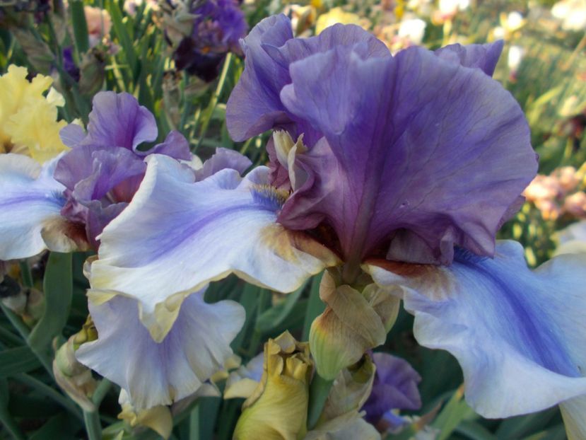  - Irisi-2018 Barbata Elatior si Intermedia