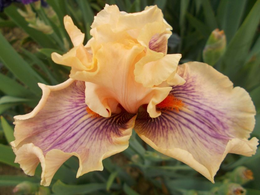 CENTER LINE - Irisi-2018 Barbata Elatior si Intermedia