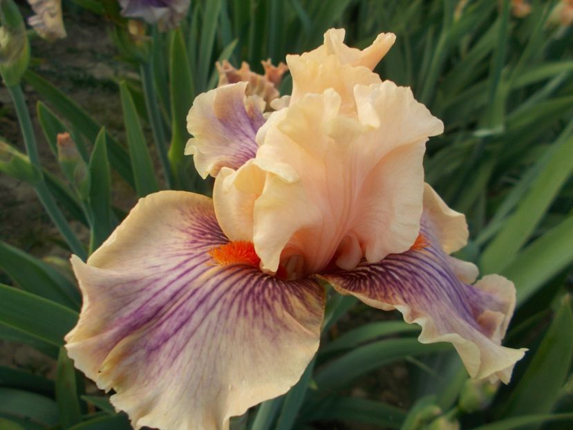  - Irisi-2018 Barbata Elatior si Intermedia