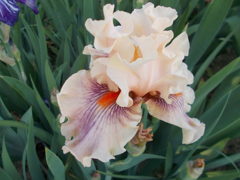  - Irisi-2018 Barbata Elatior si Intermedia