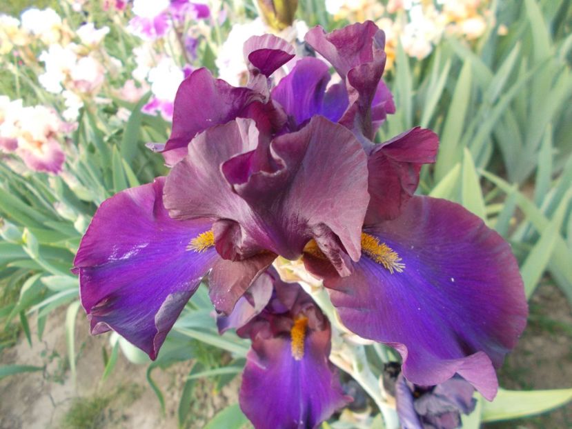 CERTE NOTTI - Irisi-2018 Barbata Elatior si Intermedia