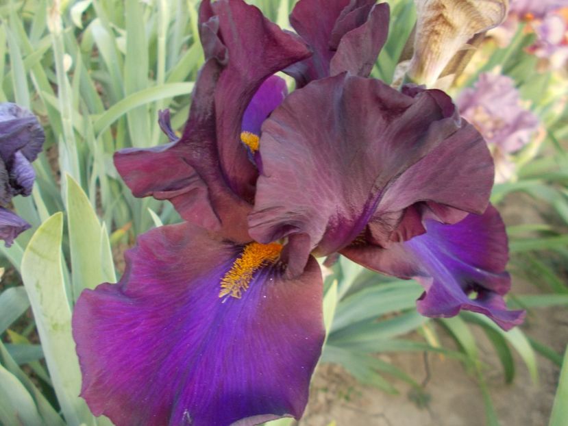  - Irisi-2018 Barbata Elatior si Intermedia