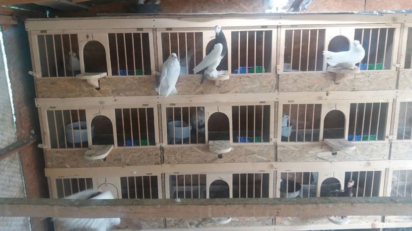 IMG-20180509-WA0066 - 00---PORUMBEI 2019