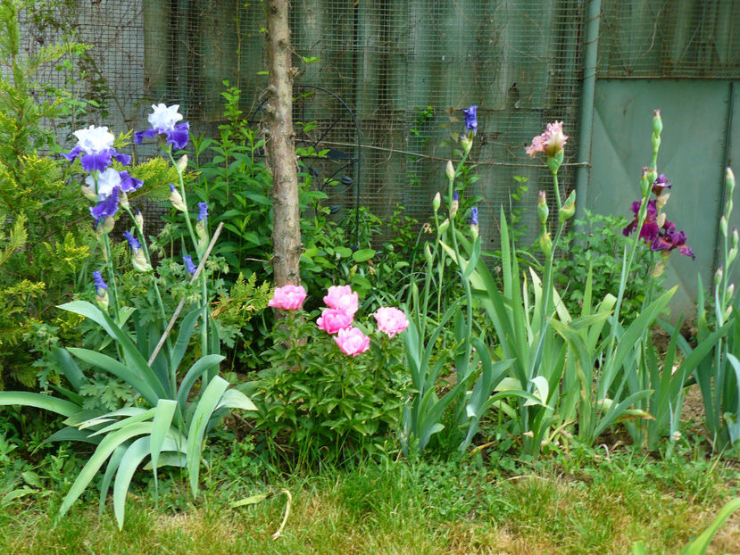 World's Premier - 2018_Irisi cu denumire