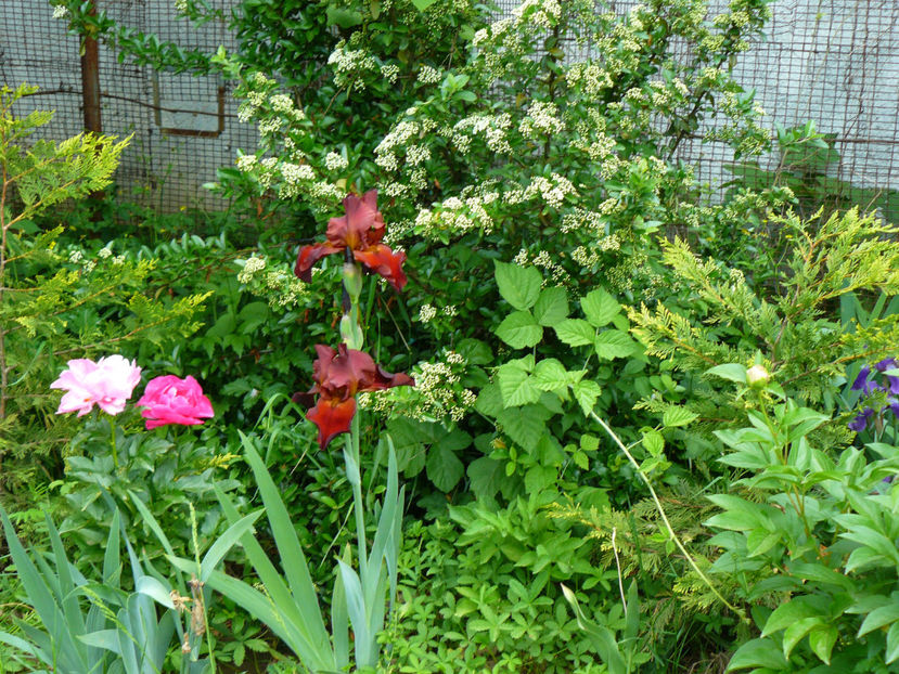 Vita Fire - 2018_Irisi cu denumire