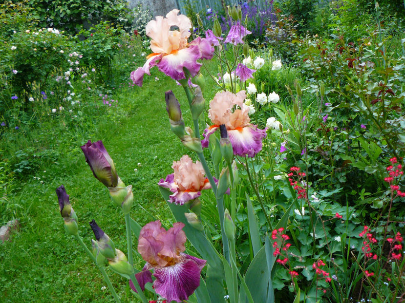 Vibration si Come Away with Me - Z_FAVORITELE gradinii mele