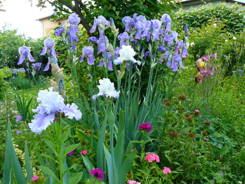 Ascend of Angel si Florentini - 2018_Irisi cu denumire