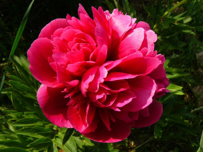 Red Charm nu cred...parca tot Rubra Plena - 2018_Bujori