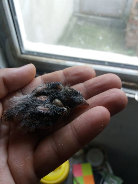 pui hibrid sticlete motat - pui hibrizi petrusi sticlete si canarusi 2018