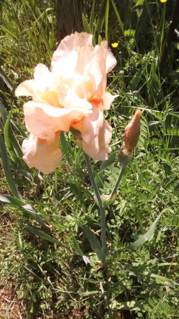  - Gradina 2018